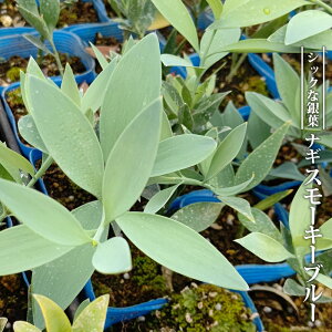 iM yX[L[u[z 3.5|bgc } yniqo[z