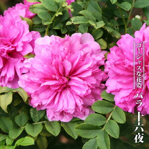 o y\Zi悢jz 3.5|bgc } yniqo[z