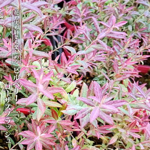 rx[y[UXubVz Chu[x[c 3|bgc } yniqo[z