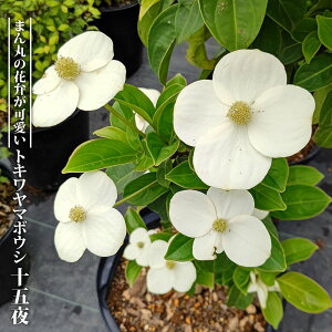 gL}{EV y\ܖz 3.5|bgc } yniqo[z