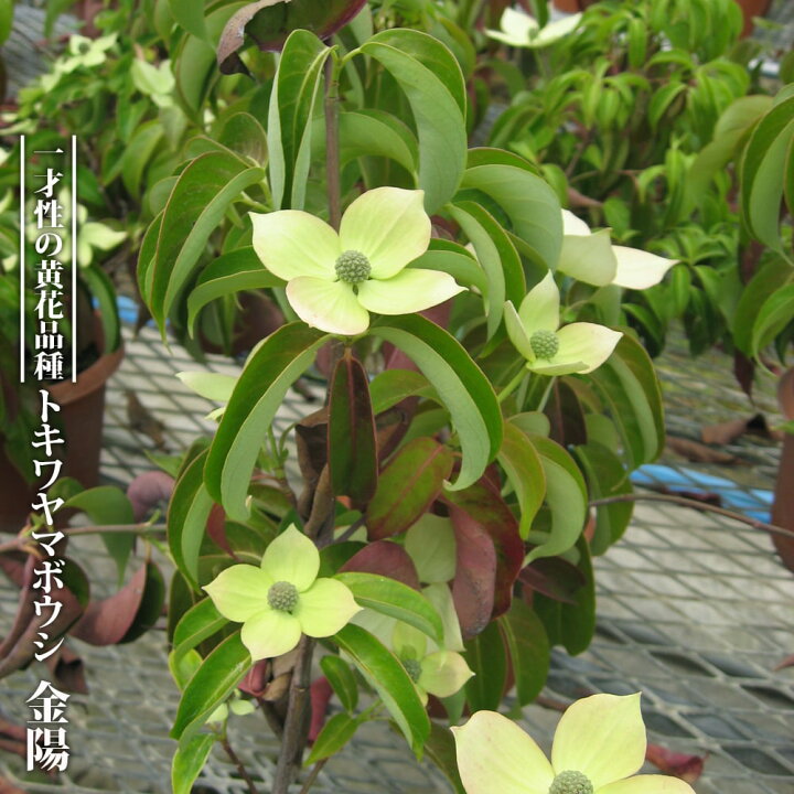 楽天市場 トキワヤマボウシ 金陽 3 5号ポット苗 挿し木 ハナヒロバリュー 苗木部 ｂｙ 花ひろばオンライン
