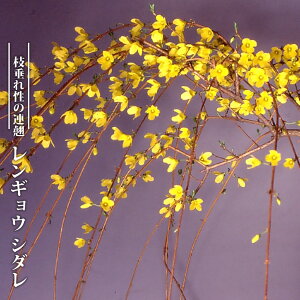 ME yV_z 3.5|bgc } yniqo[z