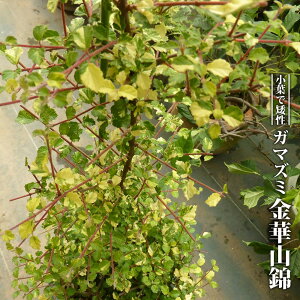 K}Y~ y؎Rсz 3|bgc } yniqo[z