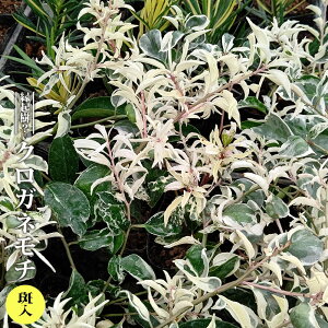 NKl` yz 3.5|bgc } yniqo[z