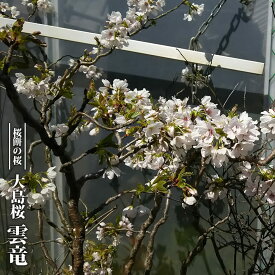 大島桜 【雲竜】 3.5号ポット苗 接木 【ハナヒロバリュー】
