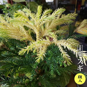 XM yz 3.5|bgc } yniqo[z