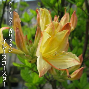 ccW yC[kR[X^[z 3.5|bgc } yniqo[z