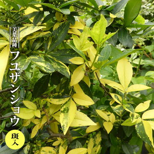 tUVE yz 3.5|bgc } yniqo[z