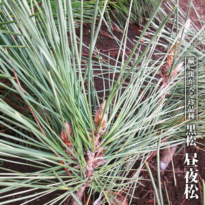  y鏼z 3.5|bgc ږ yniqo[z