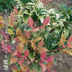 qqCM yz 3.5|bgc } yniqo[z