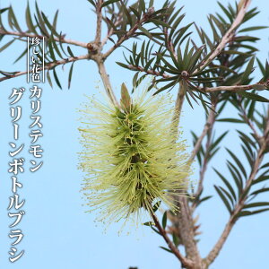 JXe yO[{guVz 3|bgc } yniqo[z