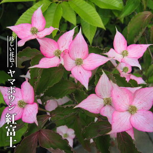 }{EV ygxmz 4|bgc ږ yniqo[z