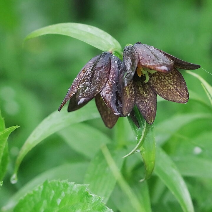 楽天市場 黒百合 ユリ 球根 2球入り 植え付け時期9月中順 12月下旬 苗木部 ｂｙ 花ひろばオンライン
