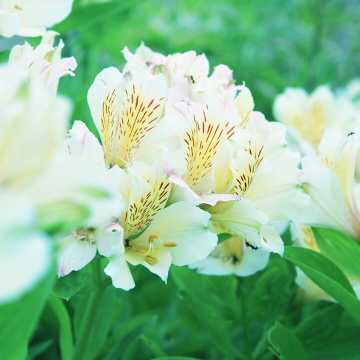 楽天市場 アルストロメリア リグツハイブリッド 白 球根 1株入 植え付け時期10月上旬 翌3月下旬まで 苗木部 by 花ひろばオンライン 楽天市場 アルストロメリア リグツハイブリッド 白 球根 1株入 植え付け時期10月上旬 翌3月下旬まで 苗木部 by 花ひろばオンライン