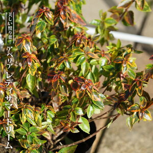 【レディーサマードリーム】 アベリア 5号ポット苗