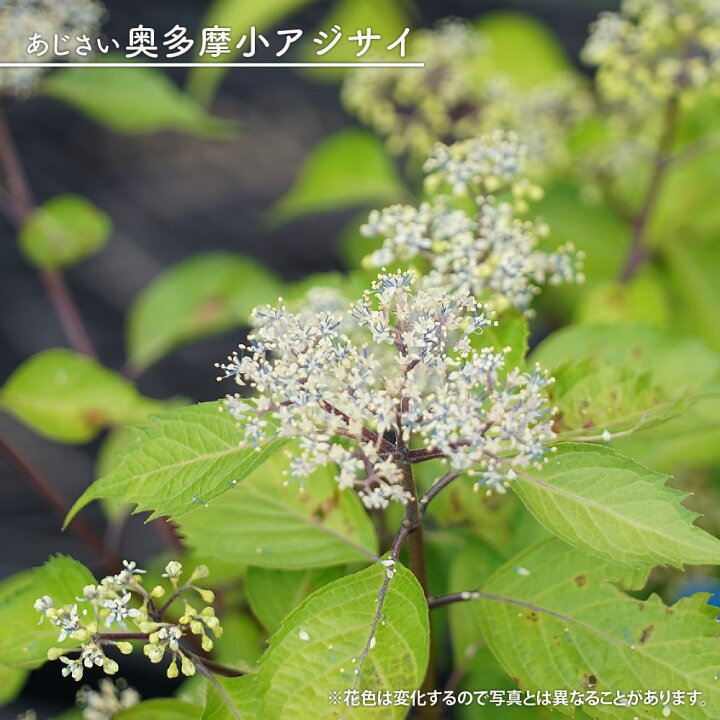 楽天市場 花芽付き あじさい 奥多摩小アジサイ 別名 秩父アジサイ ポット苗 写真ラベルなし 苗木部 ｂｙ 花ひろばオンライン