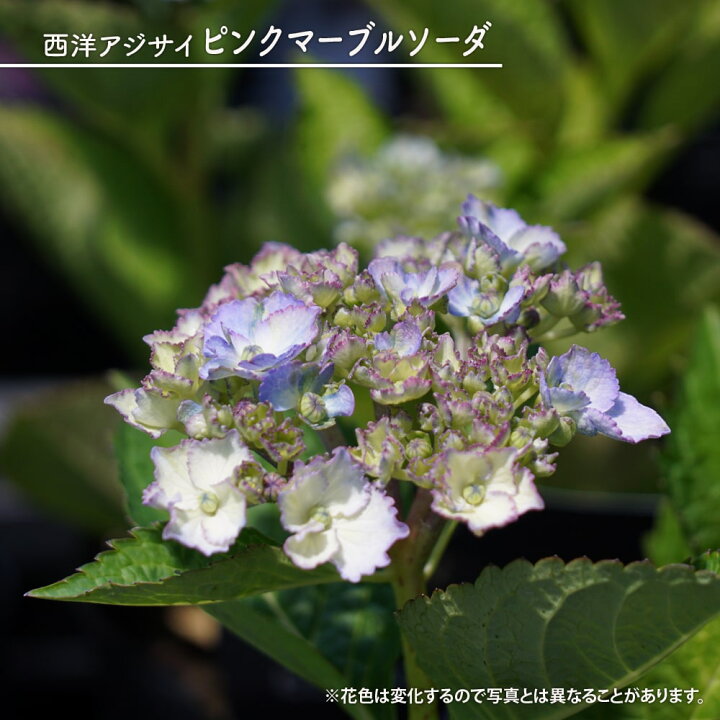 楽天市場】紫陽花 あじさい 【ピンクマーブルソーダ】 5号ポット苗 