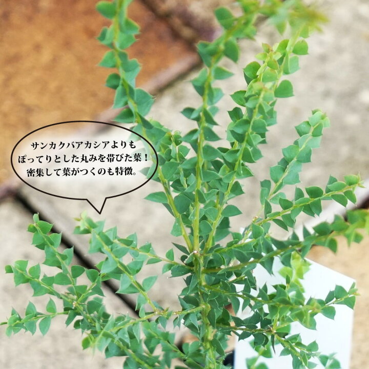 楽天市場 アカシアの木 オーブンズ 2 5号ポット苗 苗木部 ｂｙ 花ひろばオンライン