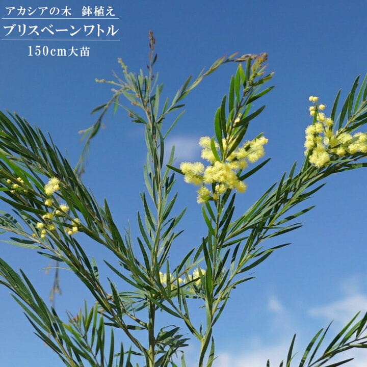 コーヒーの木 特大白鉢 大苗 観葉植物 大型宅配便 沖縄 離島不可 楽天ランキング1位 コーヒーの木 特大白鉢 大苗 観葉植物 大型宅配便 沖縄 離島不可 楽天ランキング1位
