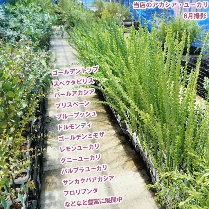 楽天市場 アカシアの木 ブリスベーンアカシア 6号鉢苗 苗木部 ｂｙ 花ひろばオンライン