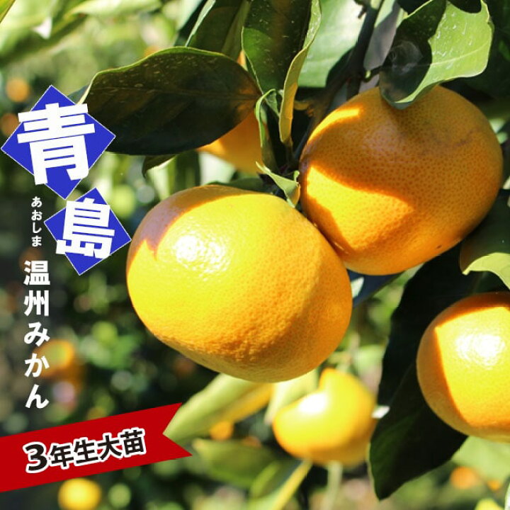 楽天市場 青島温州みかん 3年生接ぎ木大苗 産地で剪定済 1 0m苗 苗木部 ｂｙ 花ひろばオンライン