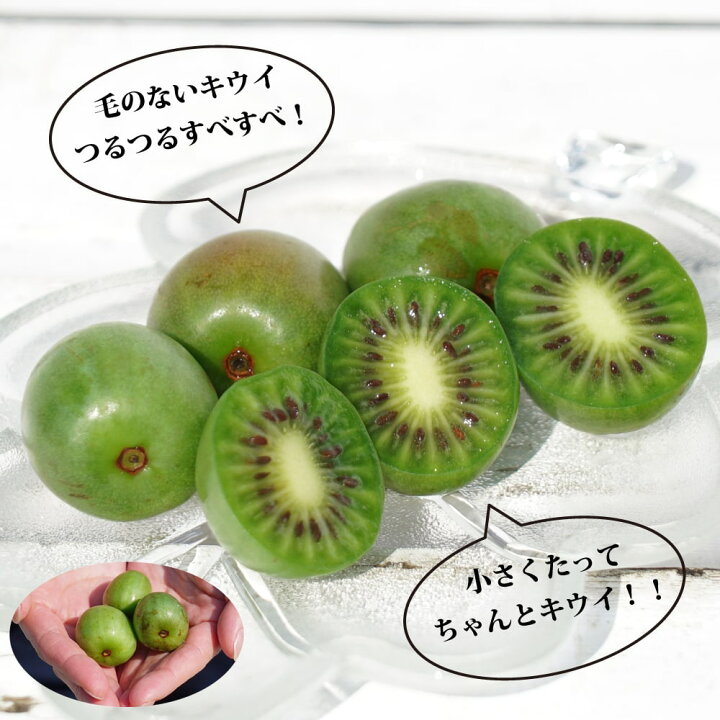 楽天市場 1本でなるベビーキウイ スイートグリーン 接木 1年生 4 5号ポット苗 苗木部 ｂｙ 花ひろばオンライン