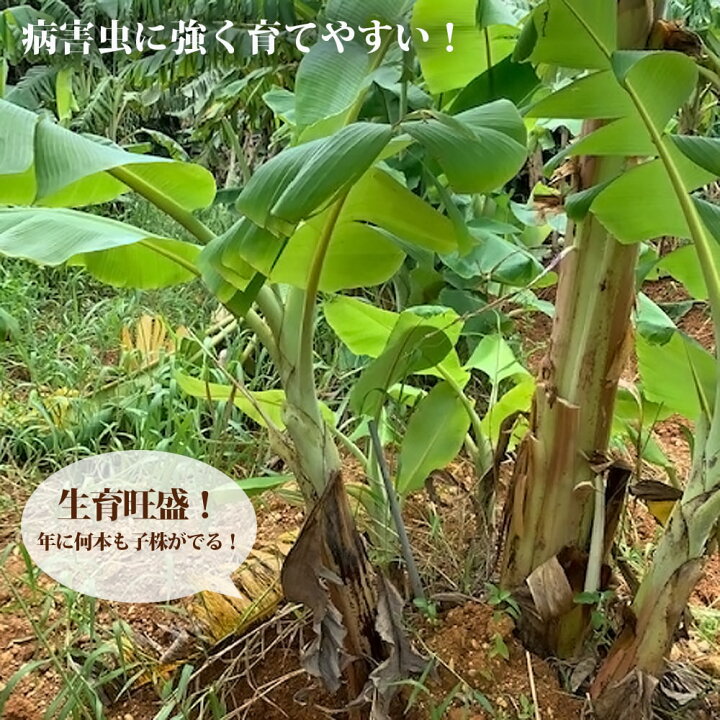 楽天市場】バナナの木 【銀バナナ】 カット大苗 石垣島から直送 代引 