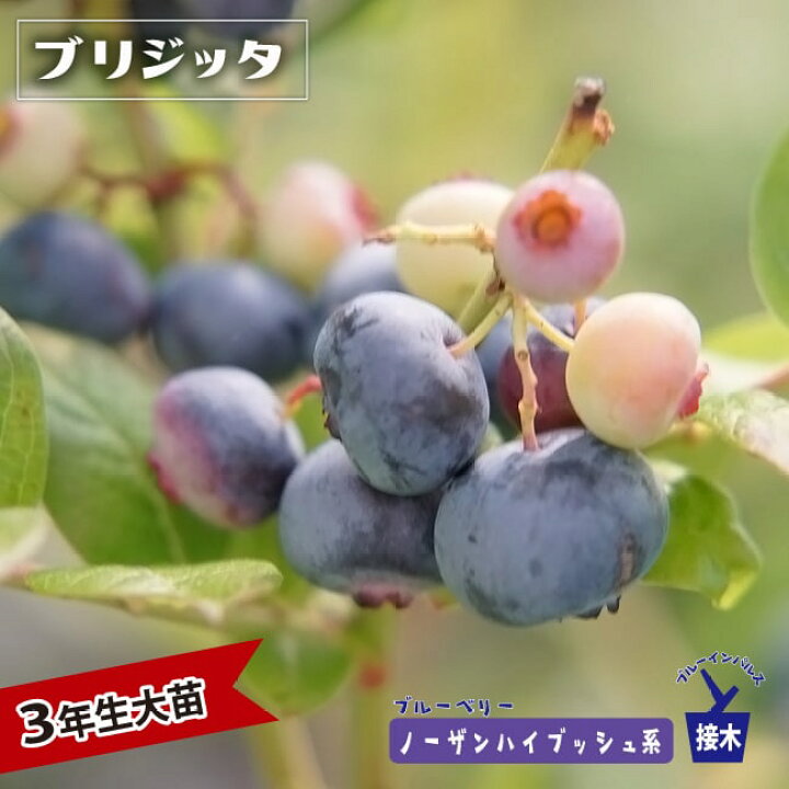 楽天市場】【ブリジッタ】 ノーザンハイブッシュ系 3年生接木大苗 