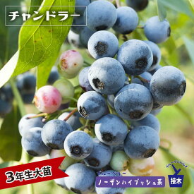 【チャンドラー】 ノーザンハイブッシュ系 3年生接木大苗 ブルーベリー苗木