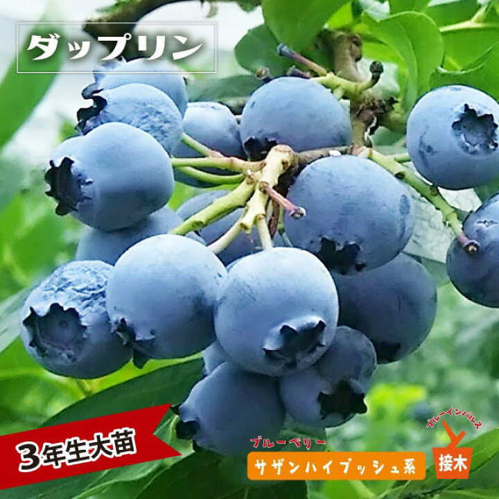 楽天市場 ダップリン サザンハイブッシュ系 3年生接木大苗 ブルーベリー ブルーインパルス 苗木部 ｂｙ 花ひろばオンライン