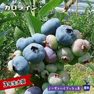 ym[UJCz m[UnCubVn 3Nږؑc u[x[c u[CpX