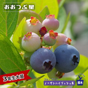 yԐz m[UnCubVn 3Nږؑc u[x[c Fu[CpX