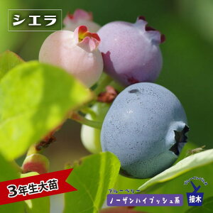 yVGz m[UnCubVn 3Nږؑc u[x[c Fu[CpX