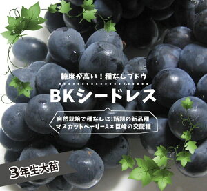 햳Ԃǂ yBKV[hXz 3Nږ1.1mc EBXt[ yYnř 1.1mc o^iEio^ y\̔z10`11ח\