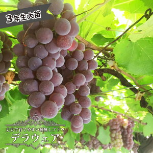 yfEFAz Ԃǂ 3Nږ1.1mc EBXt[ yYnř 1.1mcz y\̔z10`11ח\