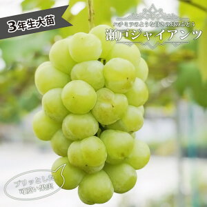 y˃WCAcz Ԃǂ 3Nږ1.1mc EBXt[ yYnř 1.1mcz y\̔z10`11ח\