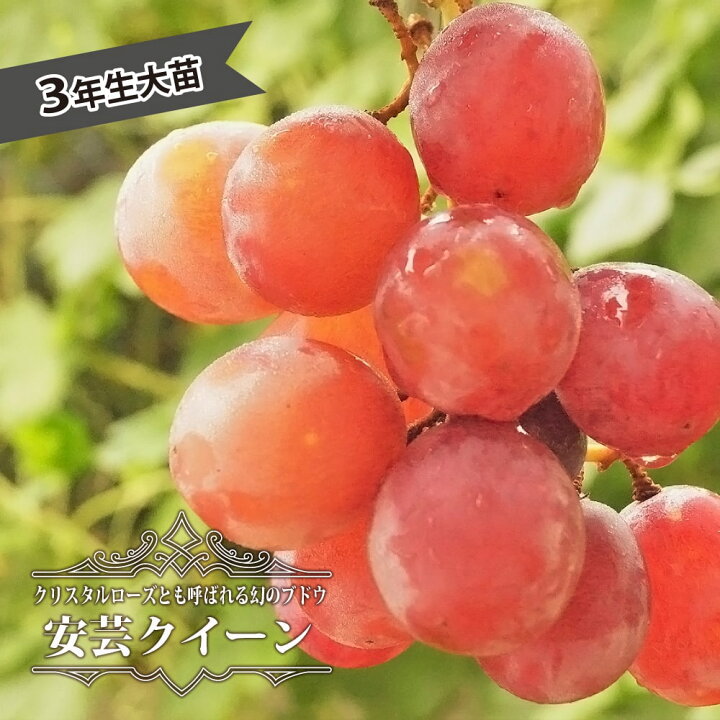 楽天市場】【安芸クイーン】 ぶどう 3年生接木1.1m大苗 ウィルスフリー 