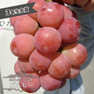 ygʁiSr[jz 嗱Ԃǂ 3Nږ1.1mc EBXt[ yYnř 1.1mcz