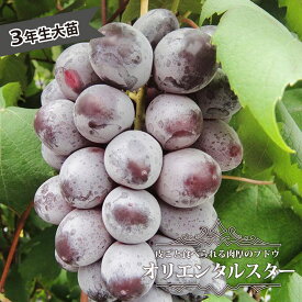 【オリエンタルスター】 ぶどう 3年生接木1.5m長尺大苗 ウィルスフリー 登録品種・品種登録 【大型宅配便】 大梱包