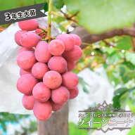【クイーンニーナ】 ぶどう 3年生接木大苗 1.1m苗 ウィルスフリー 【産地で剪定済 1.1m苗】 登録品種・品…