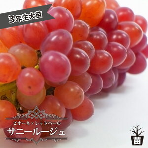 yTj[[Wz Ԃǂ 3Nږ1.1mc EBXt[ yYnř 1.1mcz