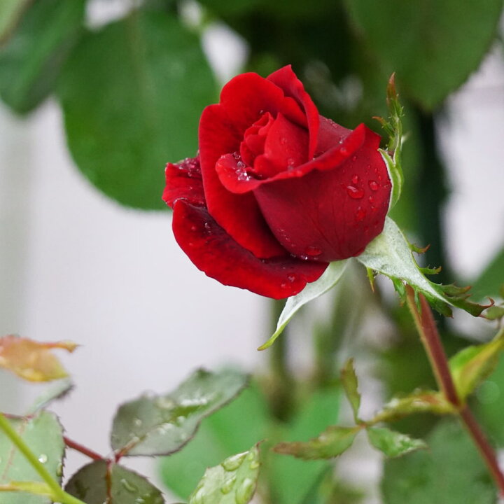 楽天市場 四季咲きつるバラ苗 ドンファン 2年生大苗 苗木部 ｂｙ 花ひろばオンライン