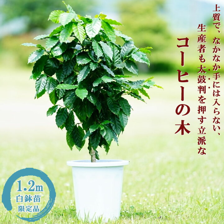 楽天市場 コーヒーの木 花芽つき特大白鉢 大苗 観葉植物 大型宅配便 沖縄 離島不可 苗木部 ｂｙ 花ひろばオンライン