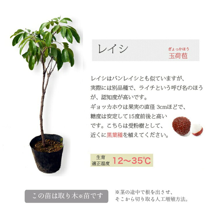 楽天市場 ライチ 玉荷包 6号ポット苗 沖縄県産 苗木部 ｂｙ 花ひろばオンライン