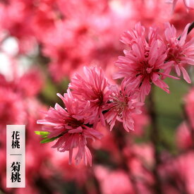 ハナモモ 【菊桃】 1年生接木苗