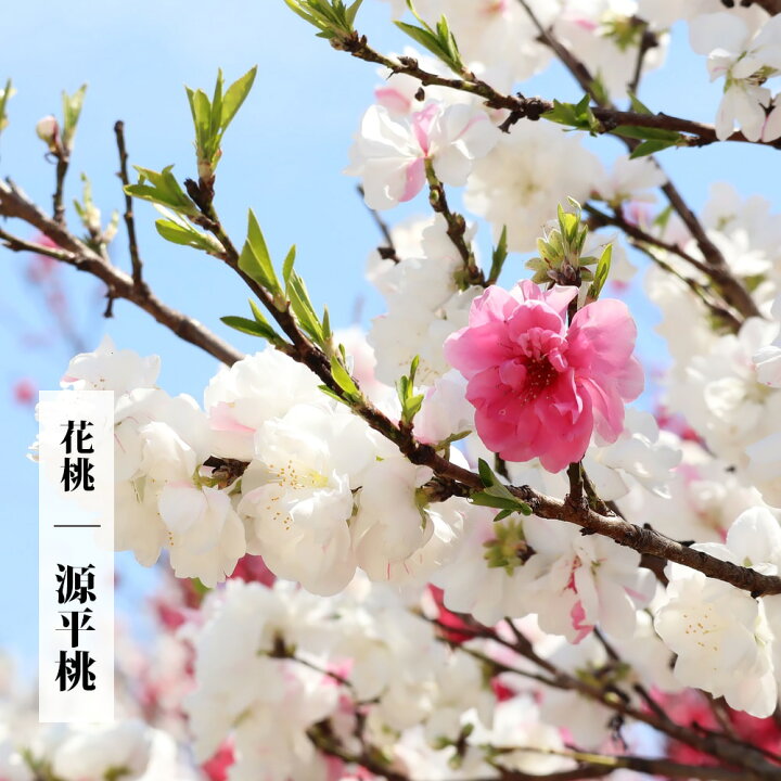 楽天市場 花芽付き ハナモモ 源平桃 2年生 接ぎ木 苗 観賞花木 苗木部 by 花ひろばオンライン 楽天市場 花芽付き ハナモモ 源平桃 2年生 接ぎ木 苗 観賞花木 苗木部 by 花ひろばオンライン