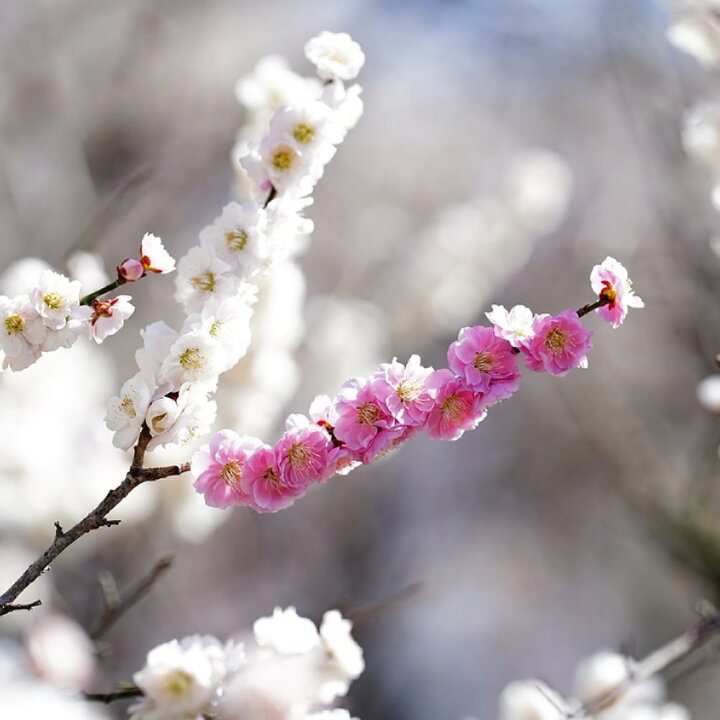 543円 最大92 Offクーポン 花梅の苗木 思いのまま 咲き分け