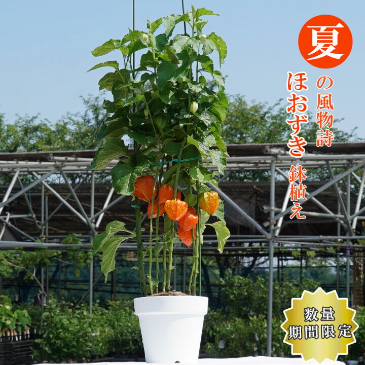 楽天市場 ほおずき 6号鉢植え 期間限定 夏の風物詩を飾って楽しむ お中元 ギフト プレゼント 誕生日 お祝い 鉢花 多年草 苗木部 ｂｙ 花ひろばオンライン