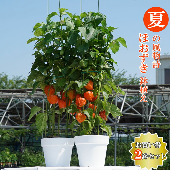 楽天市場 実付き ほおずき 6号鉢植え 2本セット 夏の風物詩 お中元 ギフト プレゼント 誕生日 お祝い 鉢花 多年草 苗木部 ｂｙ 花ひろばオンライン
