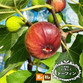 いちじく 【ドーフィン】 1年生 挿し木苗 【予約販売】11～12月頃入荷予定